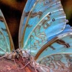 La mariposa bandera argentina encuentra refugio en Magdalena y Punta Indio 🦋