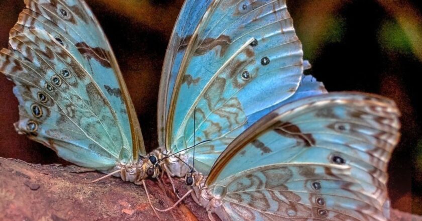 La mariposa bandera argentina encuentra refugio en Magdalena y Punta Indio 🦋