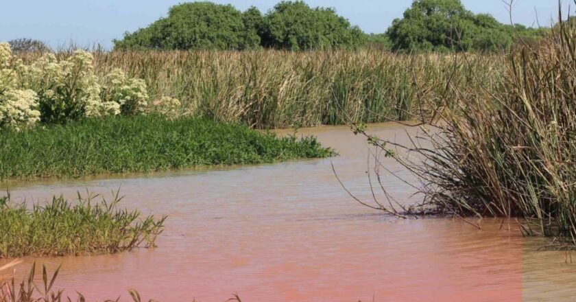 🌊 Alarma por contaminación en el Río de La Plata: impacto directo en la Región Capital