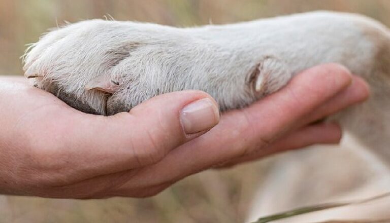 29 de abril – ¡Feliz Día del Animal!