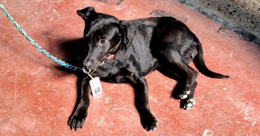 4ta JORNADA DE CASTRACIONES MASIVAS