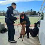 Más de 600 mascotas castradas en lo que va del año