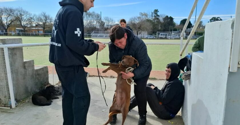 Más de 600 mascotas castradas en lo que va del año