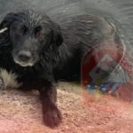 Rescate animal en zona de piletones: intervienen Bomberos de Magdalena